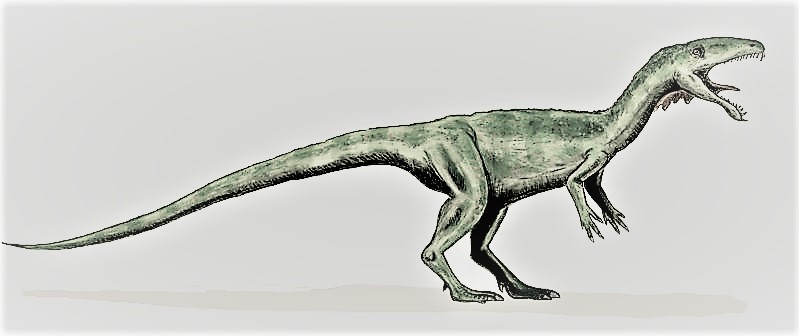 ふるさと割】 マシアカサウルス様 ご専用ページ 2点セット photo 